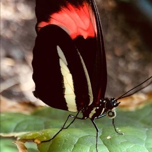 Meet your Posher, Alison